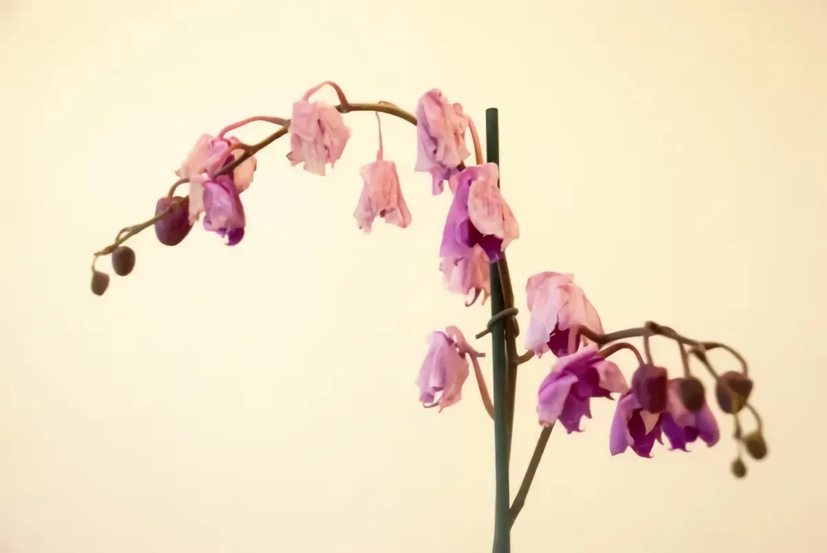 comment booster les orchidées fleures fleutries roses