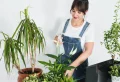 Anthurium : l&rsquo;entretien adéquat contre les feuilles brunes ! Top astuces pour bien cultiver cette plante tropicale