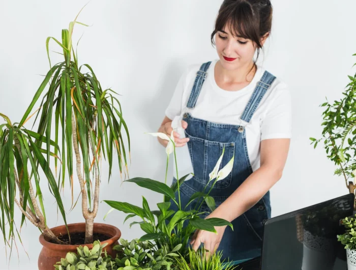 comment couper les feuilles mortes de l anthurium femme jardinage