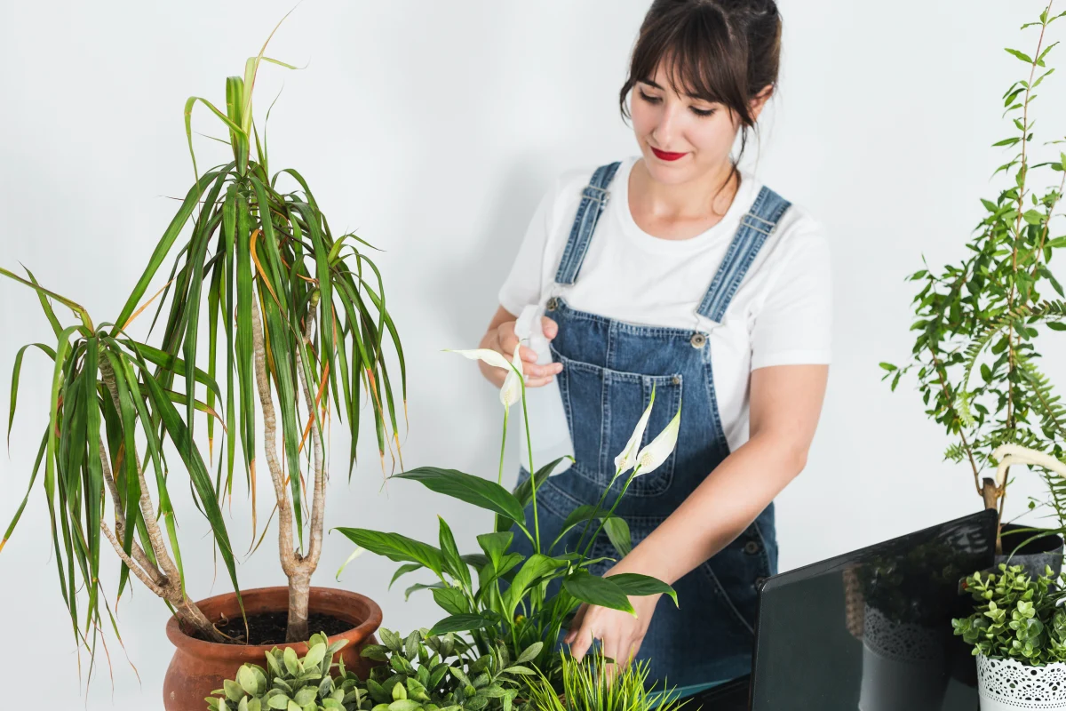 comment couper les feuilles mortes de l anthurium femme jardinage