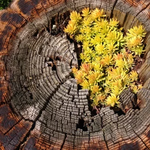Comment creuser un tronc d'arbre en seulement 3 étapes ?  Créez une jardinière unique pile pour le printemps!
