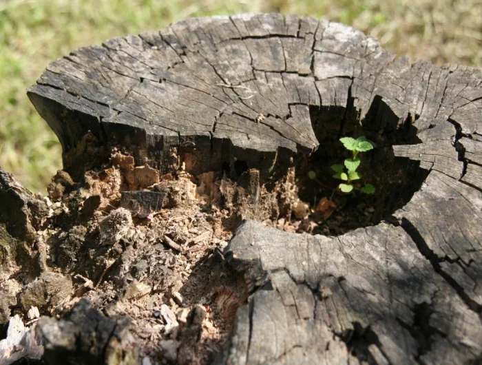 comment creuser un tronc d arbre plante verte