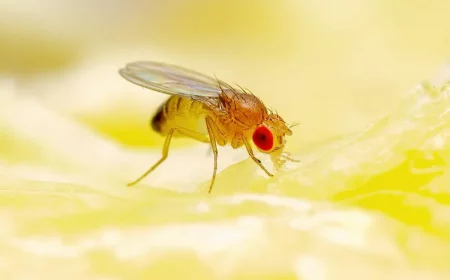 comment eliminer les moucherons dans la maison