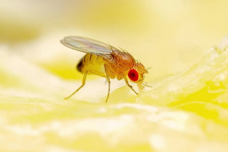 comment eliminer les moucherons dans la maison