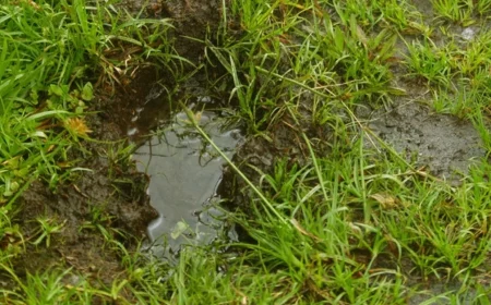comment enlever la boue dans le jardin pelouse verte