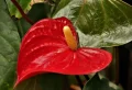 Anthurium : l&rsquo;entretien adéquat contre les feuilles brunes ! Top astuces pour bien cultiver cette plante tropicale