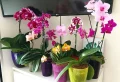 Comment garder et faire refleurir une orchidée Phalaenopsis en hiver ? Le savoir-faire du pro !