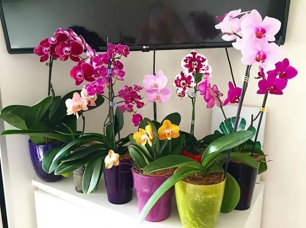 comment entretenir une orchidée en intérieur fleurs la nuit