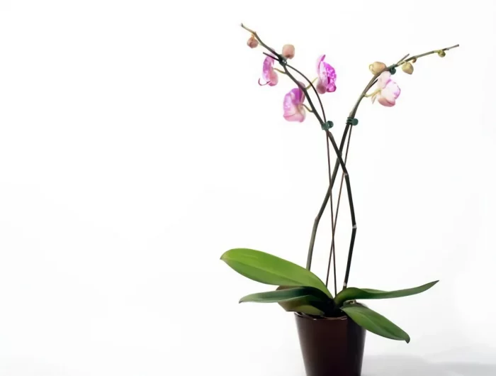 comment entretenir une orchidee plante qui prd ses fleurs comment y remédier