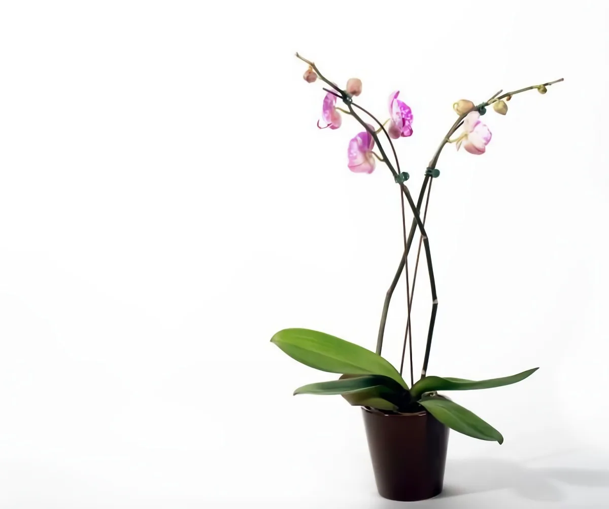 comment entretenir une orchidee plante qui prd ses fleurs comment y remédier