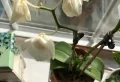 Mon orchidée perd ses fleurs : pour quelles raisons et comment y remédier