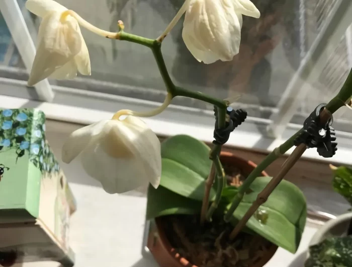 comment entretenir une orchidée d intérieur qui perd ses feuilles facilement