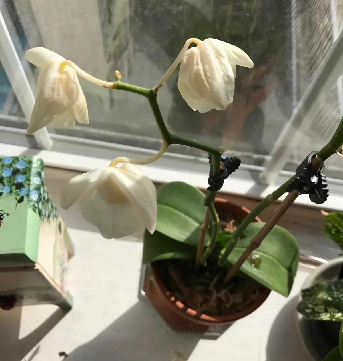 comment entretenir une orchidée d intérieur qui perd ses feuilles facilement