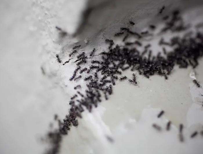 comment eradiquer ler fourmis avec du sel de table