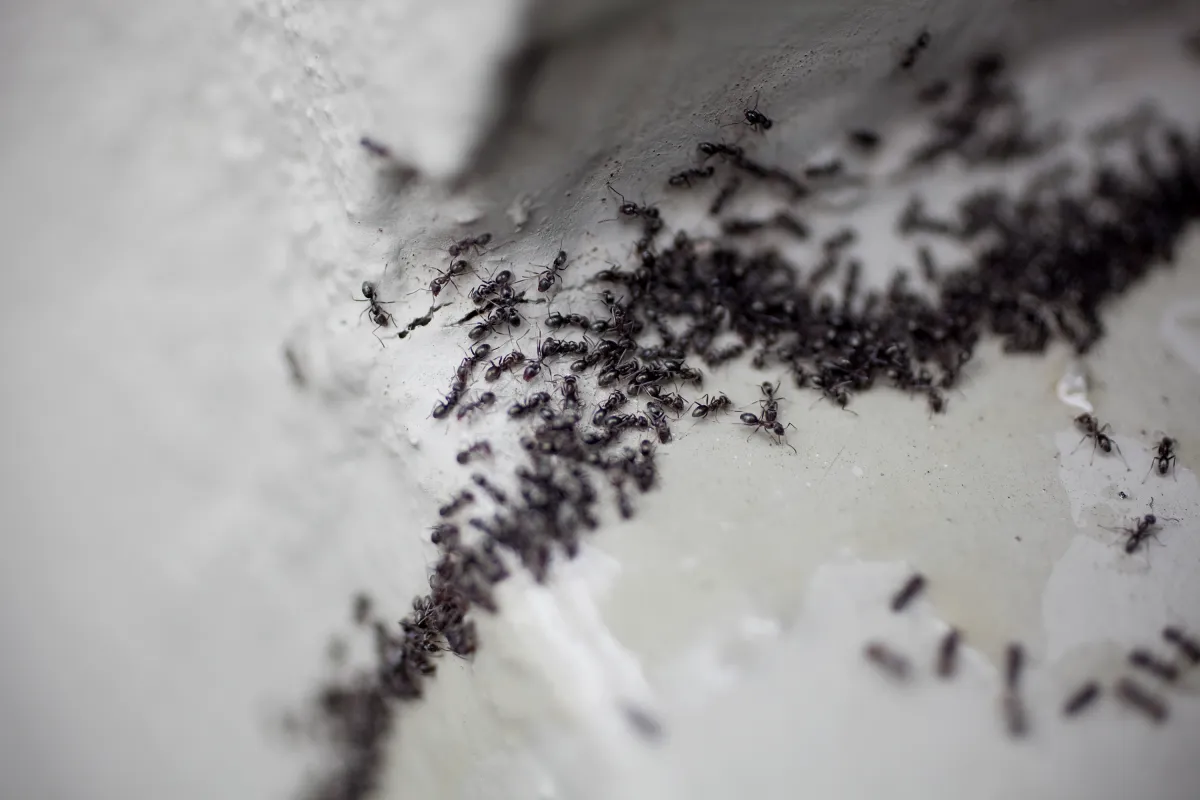 comment eradiquer ler fourmis avec du sel de table