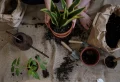 Comment se débarrasser des moucherons dans le terreau des plantes d’intérieur ?
