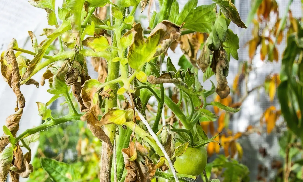 comment eviter que les feuilles des tomates ne brulent