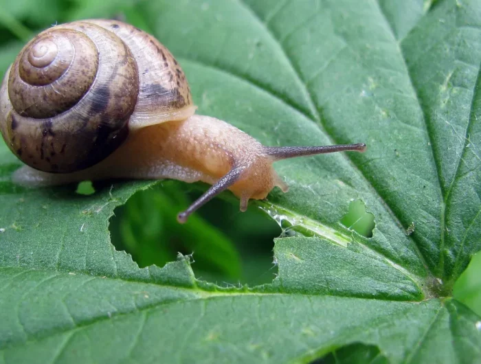comment faire fuire les escargots des plantes astuces