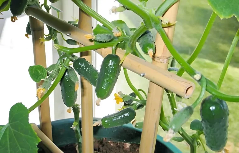 comment faire pousser concombre a l interieur pots support treillis bambou