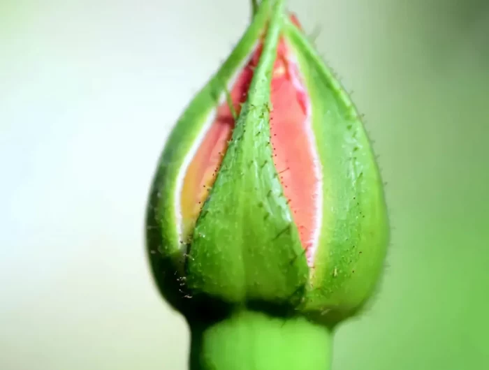 comment faire pousser un rosier à partir d'une rose