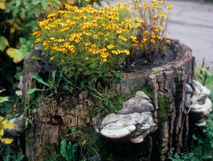 comment faire un trou dans un tronc d arbre