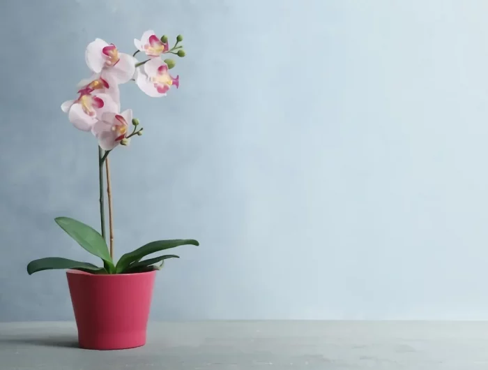 comment fertiliser les orchidees sans les endomamger