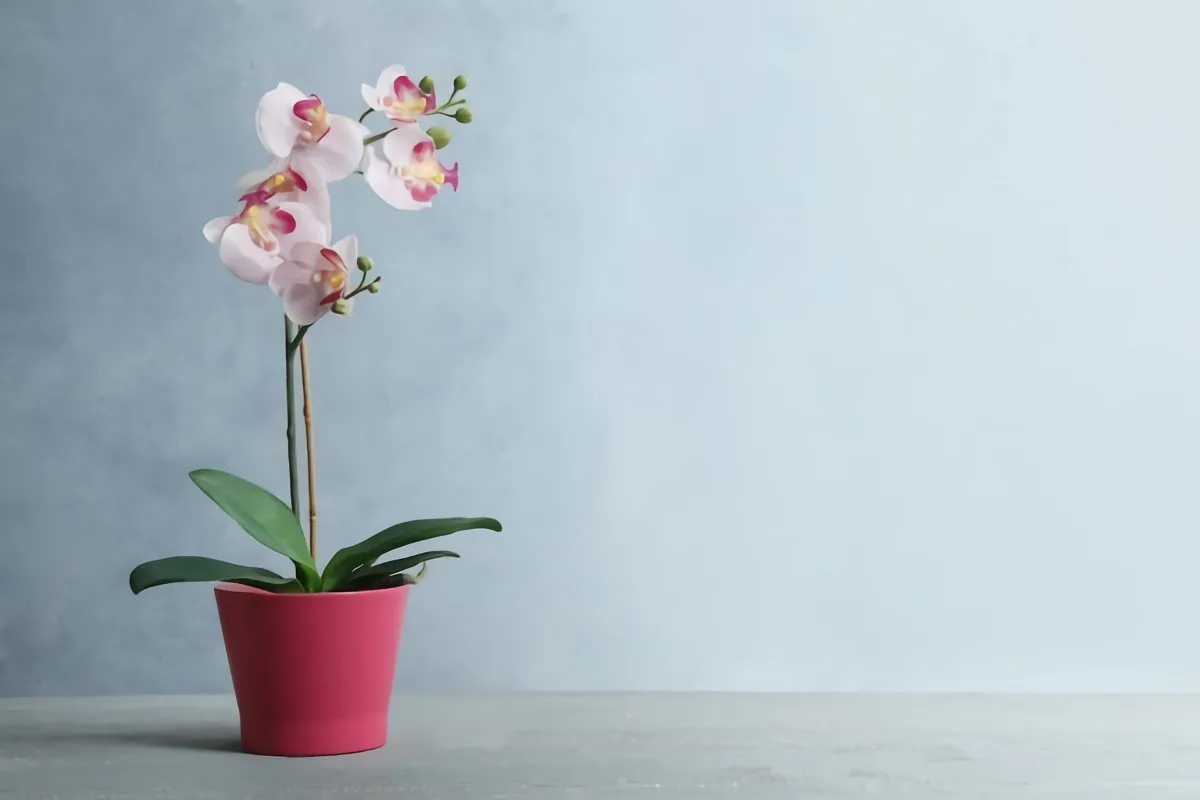 comment fertiliser les orchidees sans les endomamger