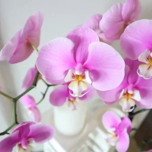 Comment forcer une orchidée à fleurir ? Voici les astuces de pro !