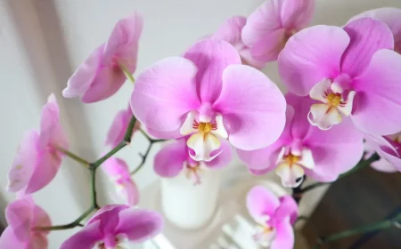 comment forcer une orchidee a fleurir astuces