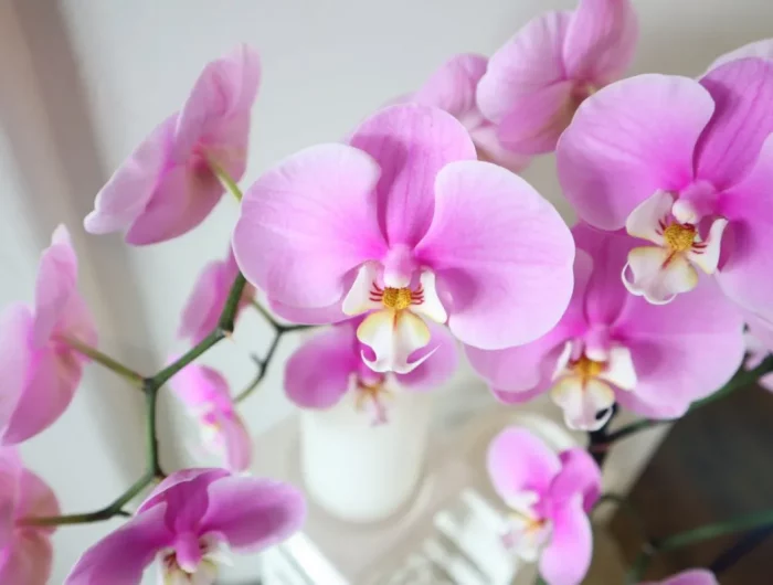 comment forcer une orchidee a fleurir astuces