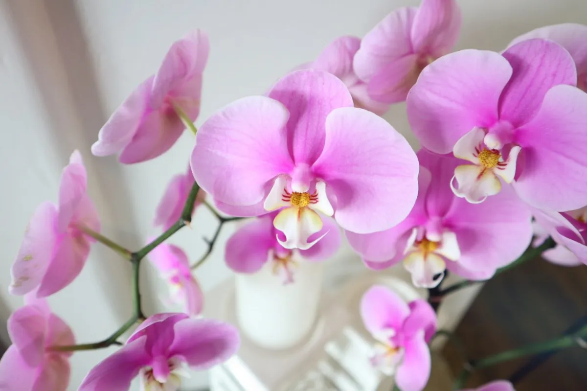 cómo forzar una orquídea en las puntas de floración