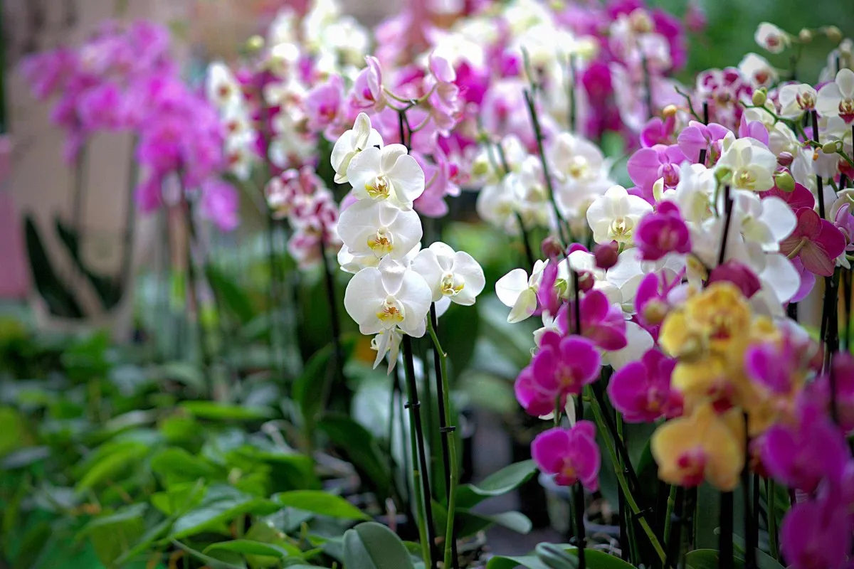 comment garder et faire refleurir une orchidée phalaenopsis en bouquet