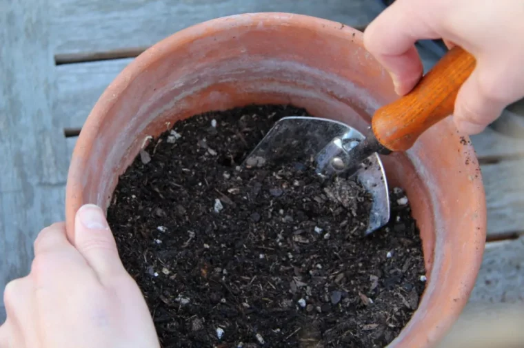 comment nettoyer le sol infecte par les moucherons fongiques
