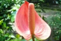 Quel engrais maison pour un bel Anthurium ? Comment le nourrir et booster sa floraison abondante naturellement ?