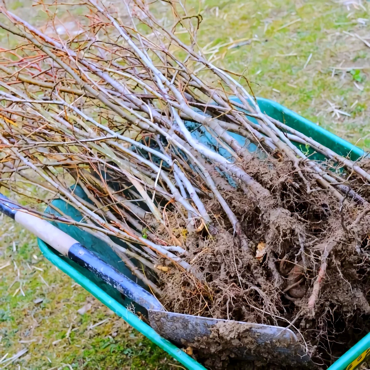 comment planter des plantes a racines nues