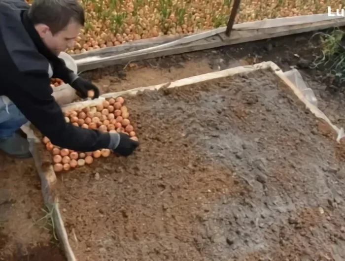 comment préparer son potager pour l'hiver homme enleve lepaillis avsntsemer