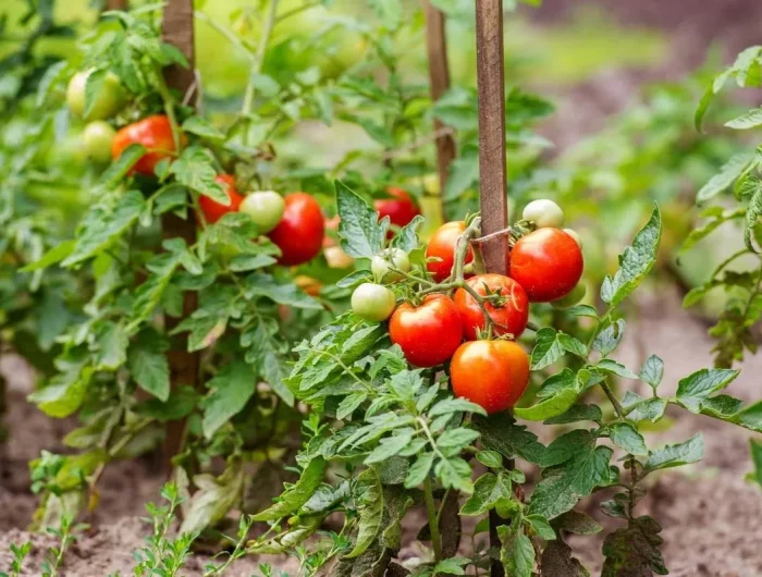 comment proteger les plants de tomates des maladies fongiques