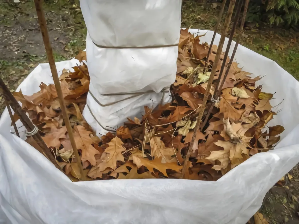 comment protéger un jasmin en pot en hiver jasmin pendu sur une terrasse couvert de voile