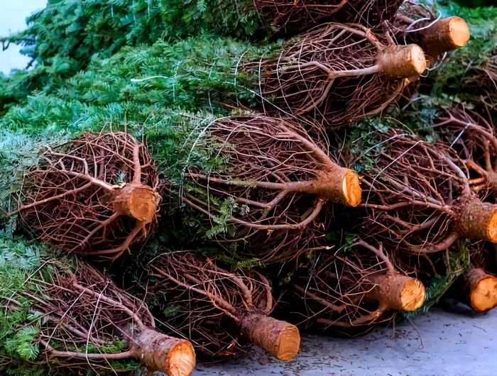 comment recycler un sapin de noel
