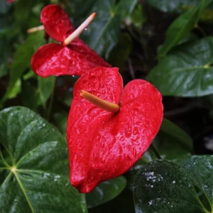 Anthurium : l'entretien adéquat contre les feuilles brunes ! Top astuces pour bien cultiver cette plante tropicale !