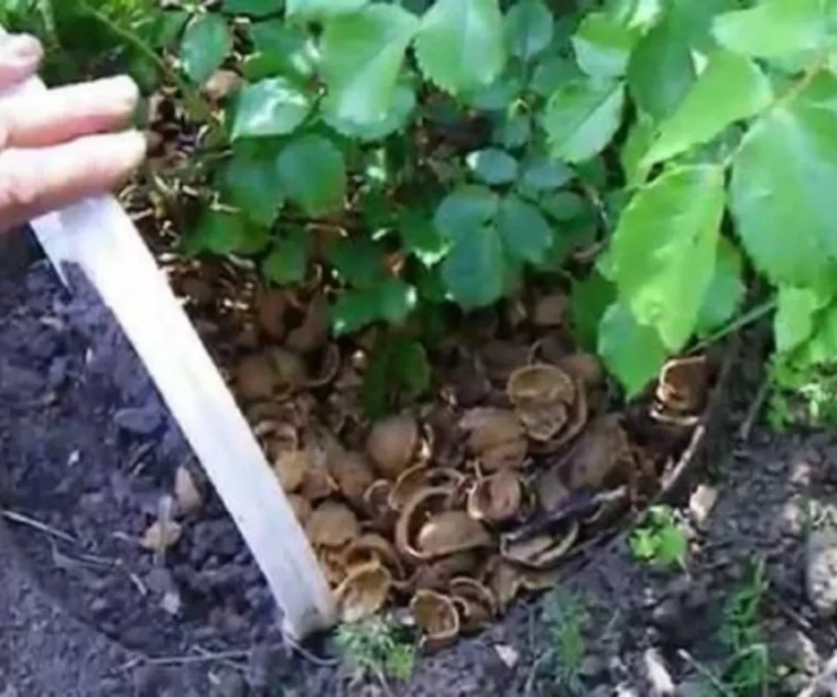 comment réduire les déchets alimentaires coquilles denoix au sol de plantes