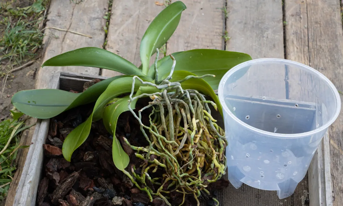 comment rempoter une orchidee dans un pot transparent troue
