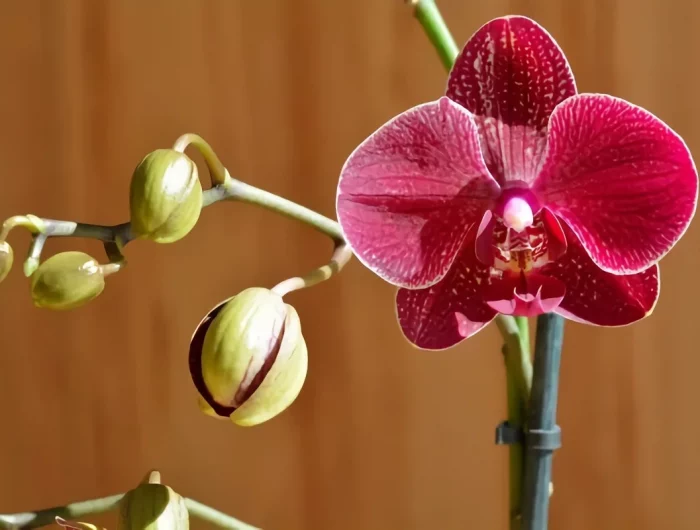 comment s occuper d une orchidee boutons lumiere revetement mural bois