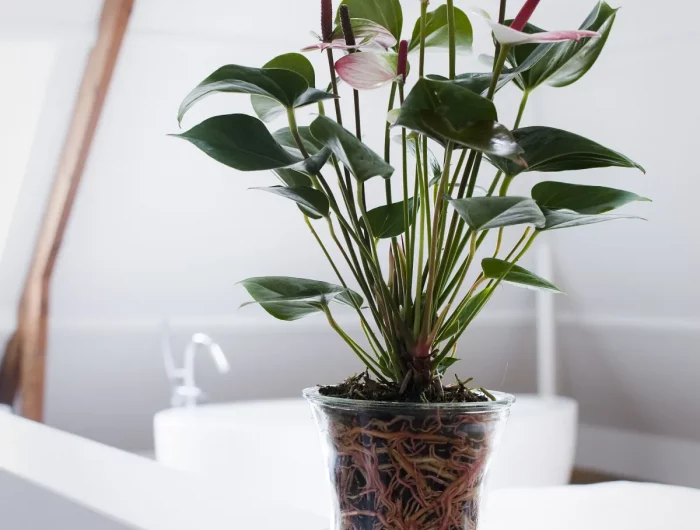 comment savoir si l anthurium doit etre rempote