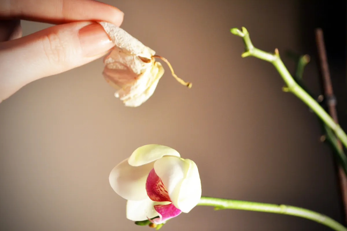 comment stimuler l orchidee de fleurir conseils de pro
