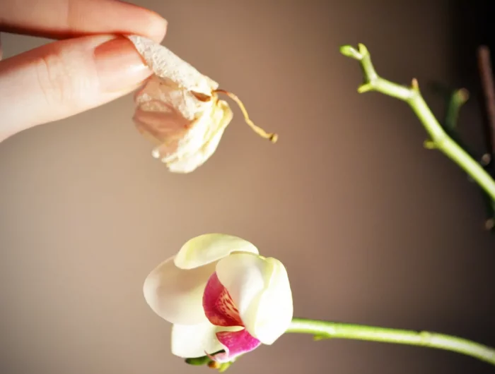 comment stimuler l orchidee de fleurir conseils de pro