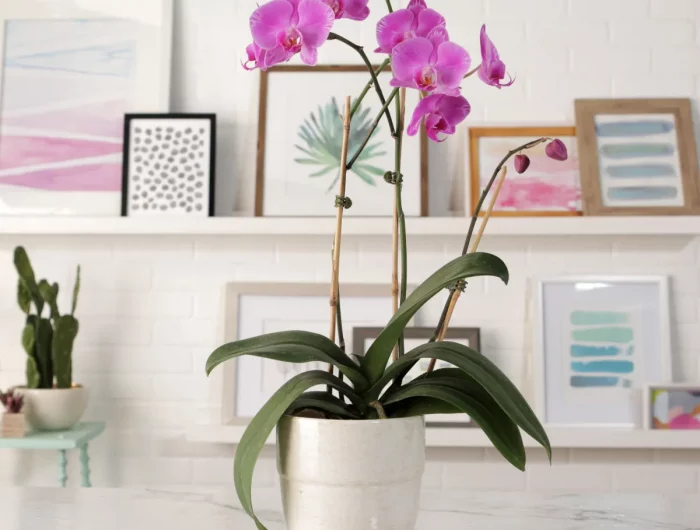 comment stimuler la floraison de l orchide conseils