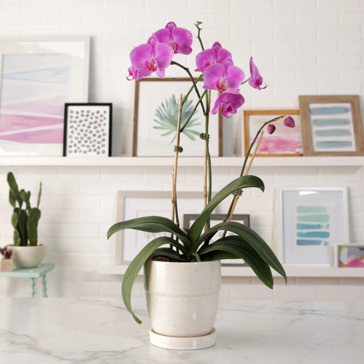 comment stimuler la floraison de l orchide conseils