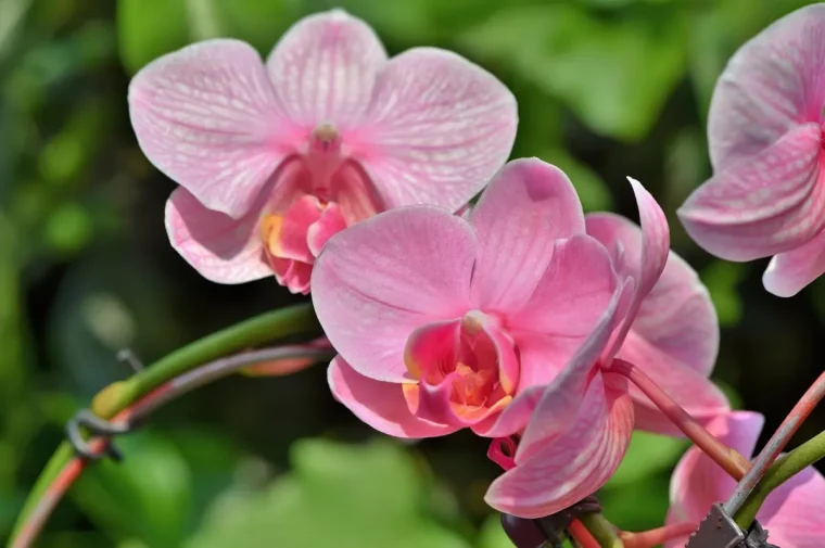 comment stimuler la floraison des orchidees astuces