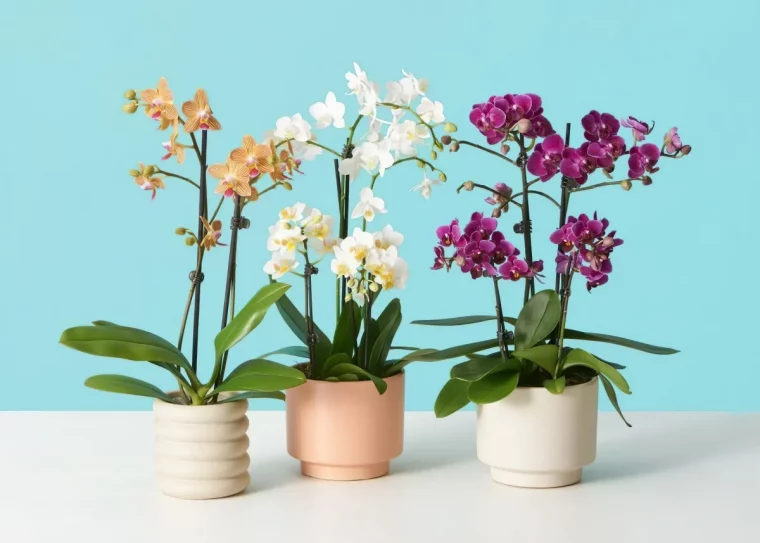 comment stimuler la floraison des orchidees conseils de pro